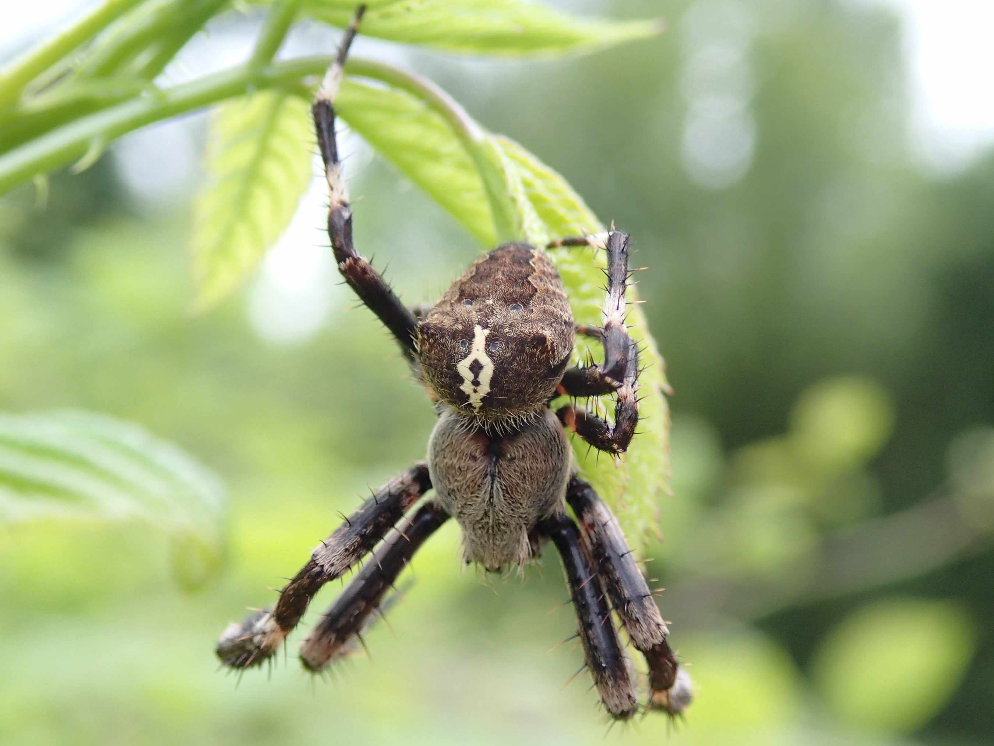 Araneus angulatus (maschio) - Lughignano (TV)